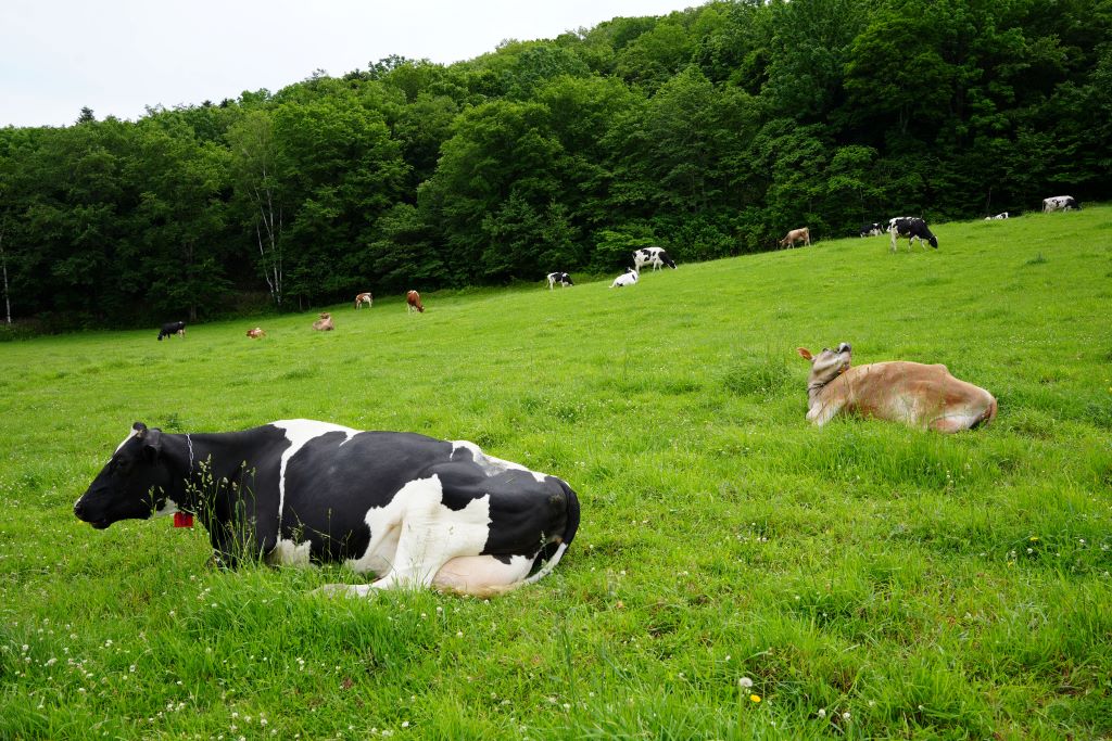 【新商品】グラスフェッドミルク