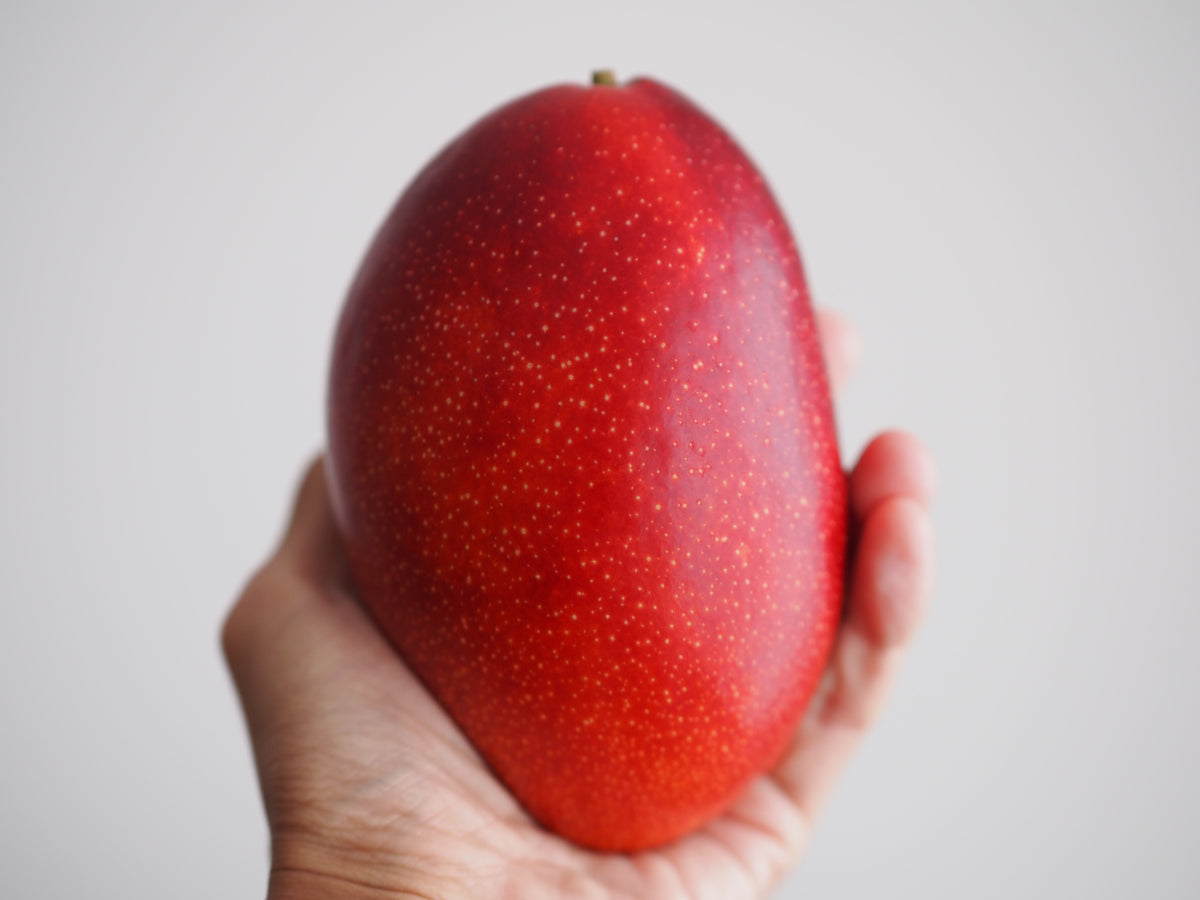 宮古島産摘果マンゴー　14キロ 宮古島産マンゴー 良品4.5kg（白箱入） | RIN−KAJUEN