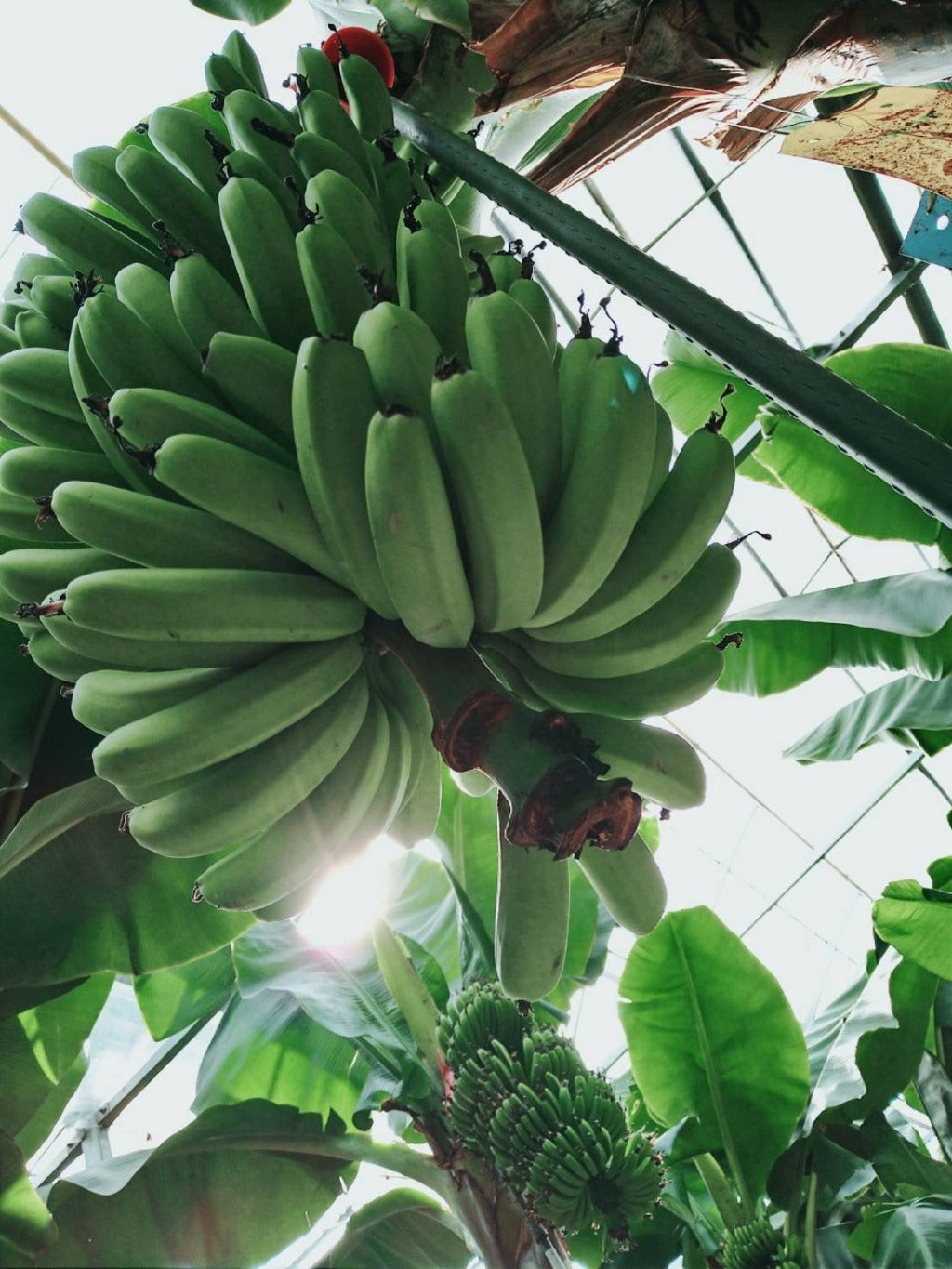 農薬を一切使わない高級国産ブランドバナナ 「NEXT716」 ミニセット【1kg】 収穫前