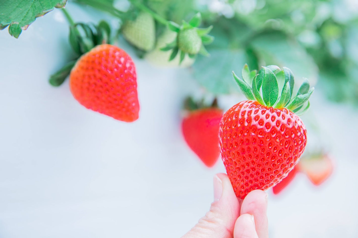 2026.3.4　【出店情報】マルイ志木店のお知らせ