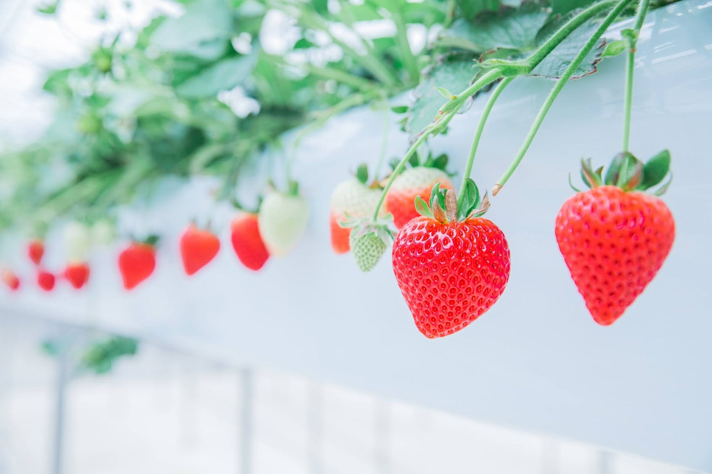 2026.3.11　【出店情報】マルイ北千住店出店のお知らせ