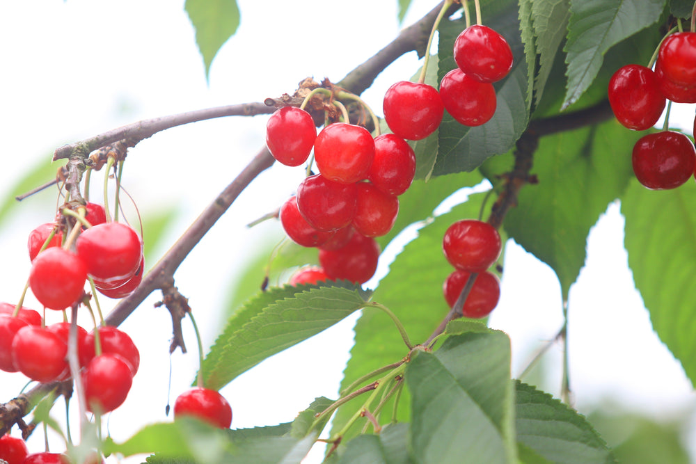 ≪予約受付中≫山形産極上さくらんぼ【紅秀峰】特秀ランク2L