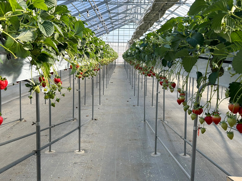 いちごの畑のあまりん – 食べごち