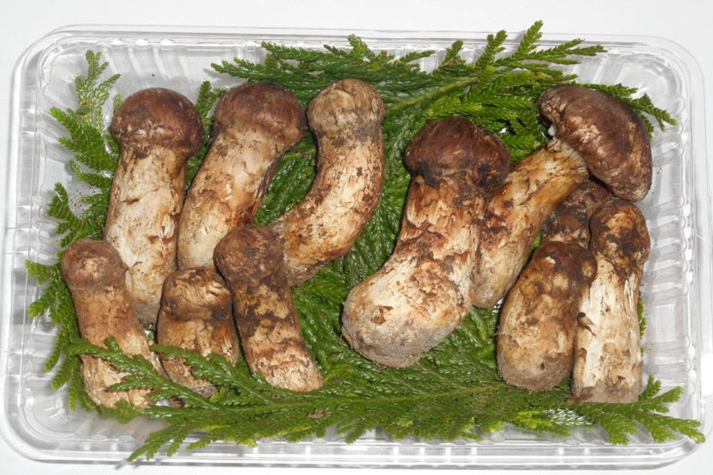 【大人気‼︎ 厳選300g】 本日採れ‼︎ 極上 国産 松茸◆クール便発送◆ 大人気‼︎ 厳選300g】 本日採れ‼︎ 極上 国産 松茸◇クール便発送