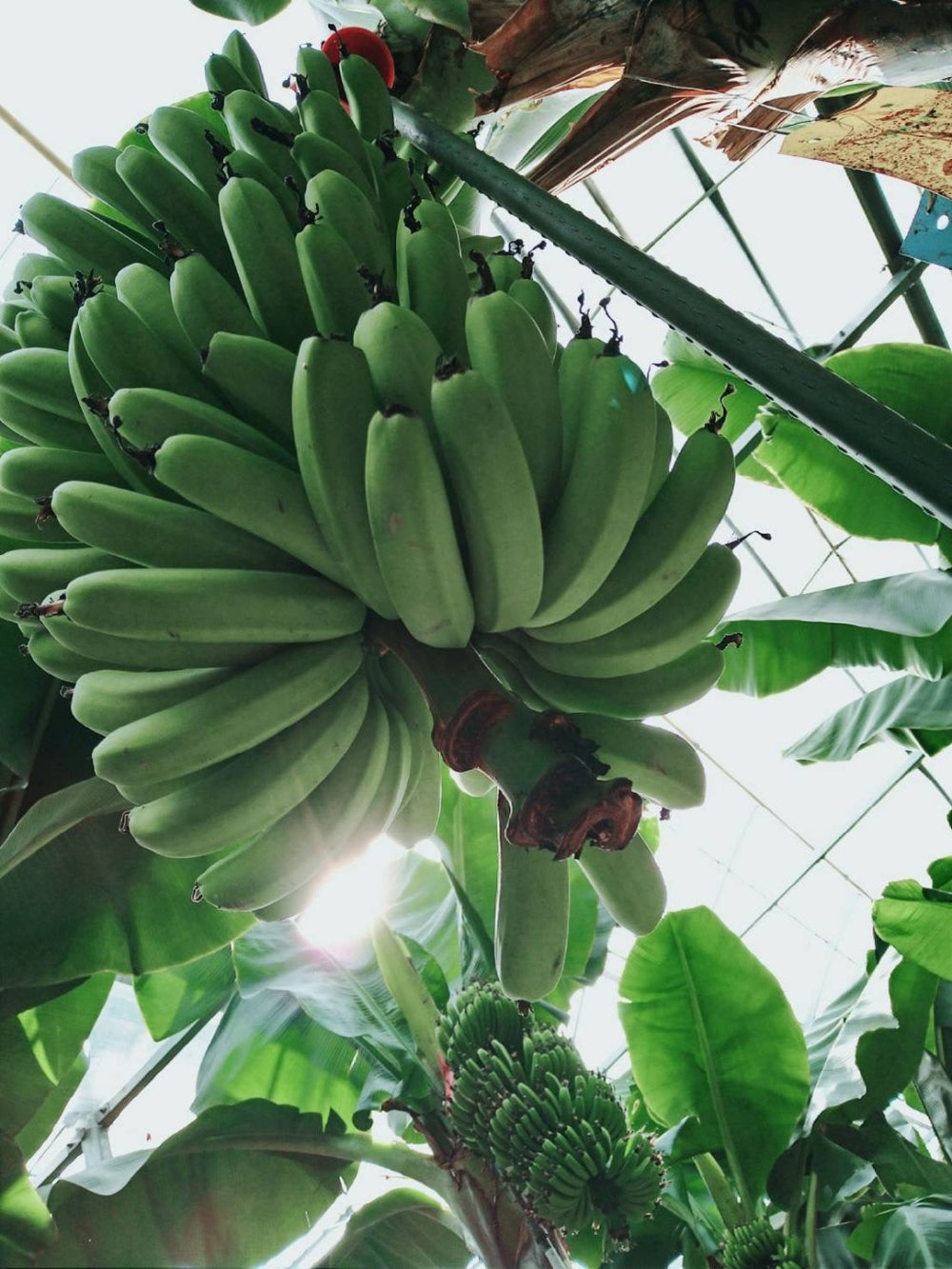 高級国産ブランドバナナ 「NEXT716」 – 食べごち